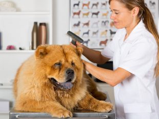 A kutyakozmetikus tanfolyam elvégzése után tisztában leszel a szőrtípusokkal, és kezelési technikáikkal.